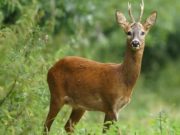 Forêt à vendre (Indre et Loire)